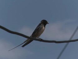 Young Swallow Stock Footage