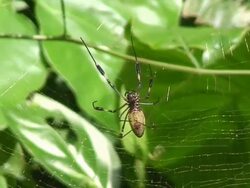 Nephila antipodiana - Costa Rica Stock Footage