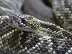 Rattle Snake Stock Footage
