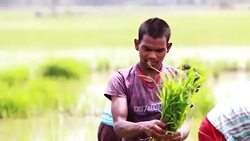 Farmer Working in the Field Stock Footage