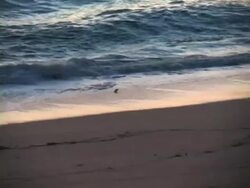 Shorebird Dodging Waves Stock Footage