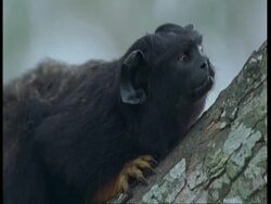 CU Golden-handed tamarin lying against branch, looking around nervously, South America Stock Footage
