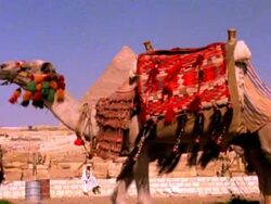 Camel with the Sphinx and Pyramids - NTSC Stock Footage