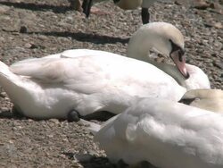 swans Stock Footage