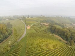 HD: Viniferous Region In The Fog Stock Footage