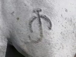 CU Shot of Camargue horseIdentification on Le / Saintes Marie de la Mer, Camargue, France Stock Footage