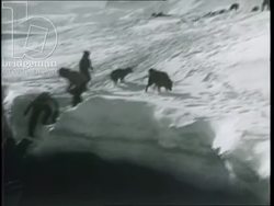 Greenland expedition, 1934, by French explorers - explorers travel by husky-drawn sled. Eskimo people carve up and eat raw seal meat. CUs of smiling faces. Stock Footage