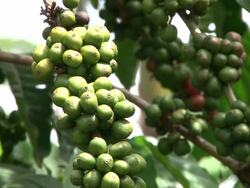 Fairtrade coffee beans at coffee-plantation in Ecuador Stock Footage