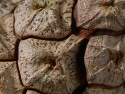 T/L Pine cone opening, United Kingdom, BCU Stock Footage