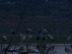 Single European Crane (Grus grus) comes in to land amongst flock, Dehesa, Extremadura, Spain Stock Footage