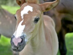 Baby horse Stock Footage