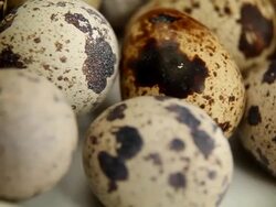 Quail's eggs - loopable Stock Footage