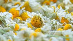 medical daisy Stock Footage