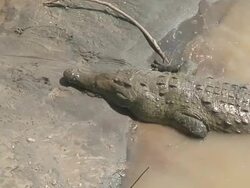 Big american crocodile Stock Footage
