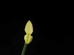 HD TIME-LAPSE: Blooming Daffodil Stock Footage