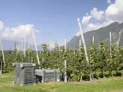 MS POV Shot of apple orchard against mountain in Vilpiano / Merano, Trentino, South Tyrol, Italy Stock Footage