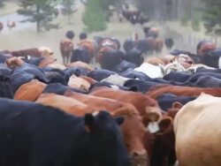 Old West Cattle Stampede Stock Footage