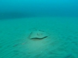 WS POV Shot of Sharp nose stingray lying and resting on sea floor covering with sand then darts away / Matola, Maputo, Mozambique Stock Footage