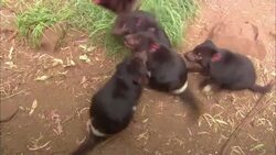 Tasmanian devils gnaw a carcass. Stock Footage