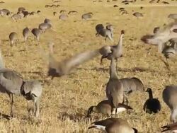 MS PAN Greater sandhill cranes jumping and fighting in field / Monte Vista, Colorado, United States Stock Footage