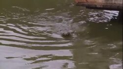 Crocodiles reach for bait. Stock Footage