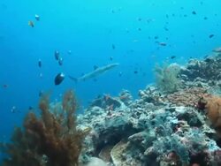 MS TS White tip reef shark swimming over reef / Sipadan, Semporna, Tawau, Malaysia Stock Footage
