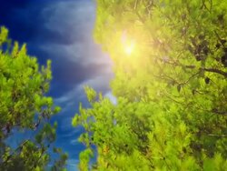 Fir trees in blue sky Stock Footage