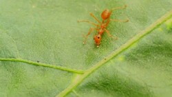HD:red ant Stock Footage