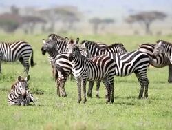 Zebra Herd Grazing at Savannah Stock Footage