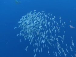 MS Schooling fish and rough toothed dolphin / Hawaii, United States Stock Footage