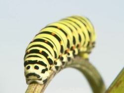 CU Larva standing still on rhubarb straw / Visby, Nar, Ljugarn, Gotland, Sweden  Stock Footage