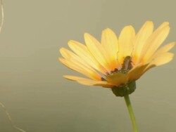 WS View of Single orange daisy with beetle / Namaqualand, Northern Cape, South Africa Stock Footage