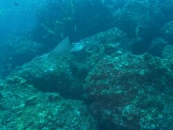 Eagle Ray over rocks, Costa Rica, Pacific Ocean  Stock Footage