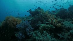 Soft and hard coral, coral fish, undersea, scuba (4K) Stock Footage