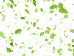 Summer leaves (white) - Loop Stock Footage