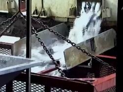 Fish out of Water Stock Footage