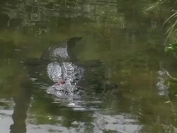 Alligator in the Water Closeup Stock Footage