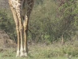  MS TU Shot of giraffe walking / Tanzania Stock Footage