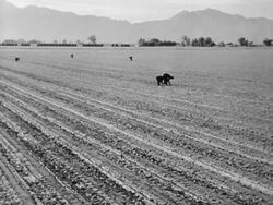 Dust Bowl migrants look for work in Arizona Stock Footage