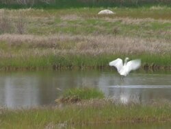 Snowy egeret in the swamp 7 Stock Footage