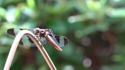 White Sided Dragonfly - Landing | 4K Stock Footage