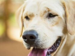 Yellow Labrador Retriever Stock Footage