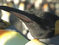 CU, SELECTIVE FOCUS, Two King penguins (Aptenodytes patagonicus), headshot, South Georgia Island, Falkland Islands, British overseas territory Stock Footage