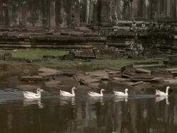 ZO TU Geese floating past Bayon Temple at Angkor Thom / Angkor, Cambodia Stock Footage
