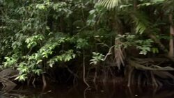 Lush trees and shrubs line a river's shore. Stock Footage