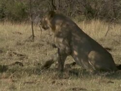 MS Lioness laying down on grass / Tanzania  Stock Footage