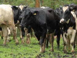 Cattle Stock Footage