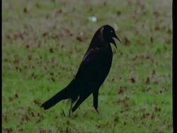 MCU Male Chopi blackbird strutting through frame, South America Stock Footage