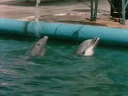 Dolphin Show at Marineland Stock Footage