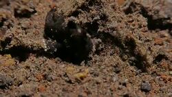 Tiny baby frogfish open mouth on sea floor, Indonesia (4K) Stock Footage